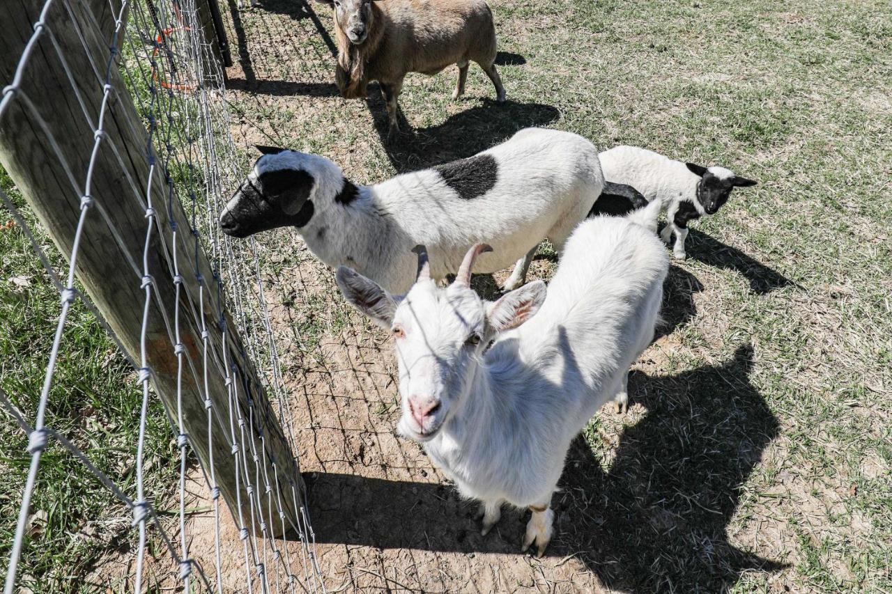 Kimberlys Hope Clark Apt On Farm With Pool Access מראה חיצוני תמונה